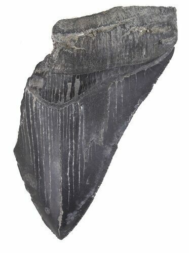 Partial, Serrated Megalodon Tooth - Georgia #48931